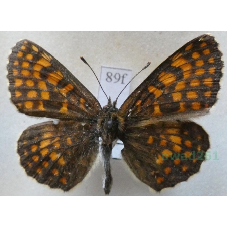 Melitaea aurelia Nickerl, 1850 male Przeplatka aurelia Romania89f